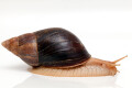 Lissachatina immaculata ssp. Mozambique adult